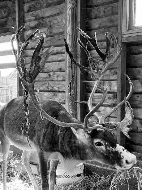 Reindeer grazing in the snow during winter in Northern Norway. The Reindeer are living in a natural environment.