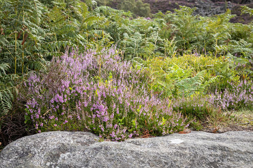 Close-up of blooming pink heather in forest. Beautiful nature.