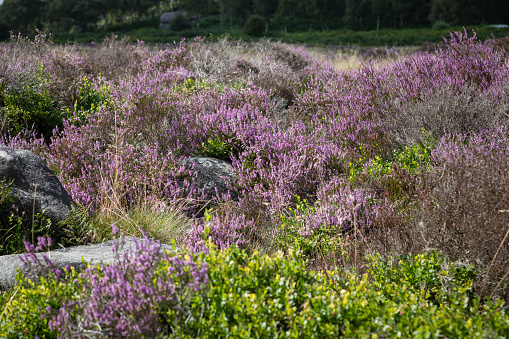 Close up of purple heather in the Peak District