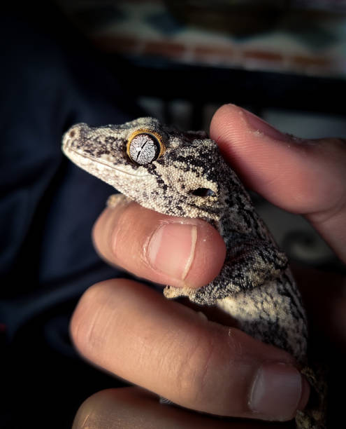 istock my beautifull crested gecko s 1656647449