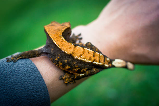 istock my beautifull crested gecko s 1656649572