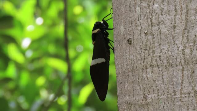 Cicada on tree
