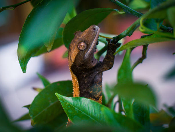 istock my beautifull crested gecko s 1656659085