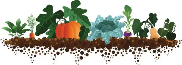 Vector illustration of Fall Harvest Garden