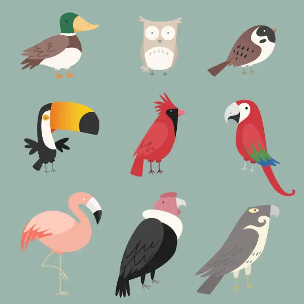 Vector illustration of Species Bird collection