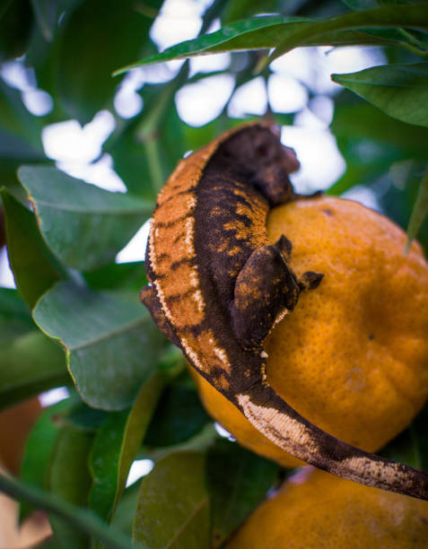 istock my beautifull crested gecko s 1656663955