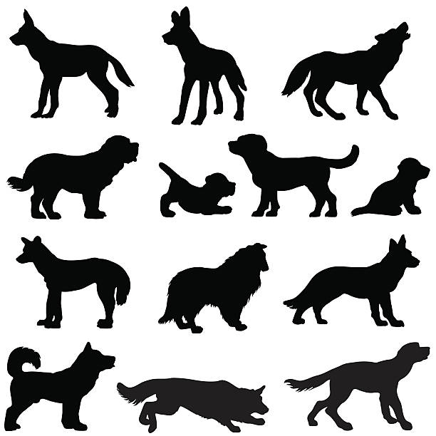 Dog silhouettes, working and wild Silhouettes of working dogs like police,sheep,hunting and for the blind. Wild dogs like wolf and dingo are also here. wild dog stock illustrations