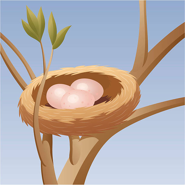 Bird Nest with Eggs vector art illustration