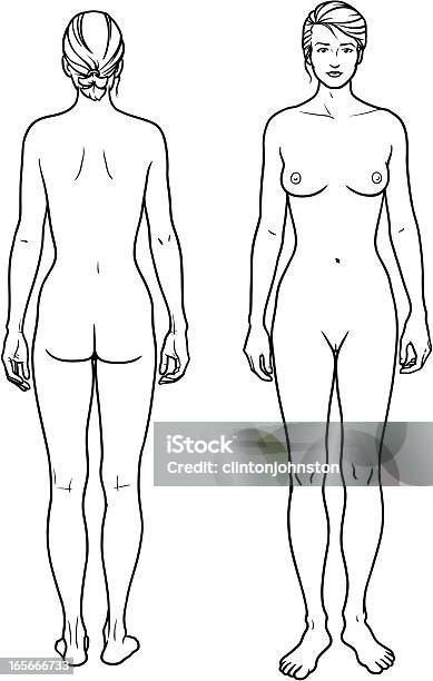 Vetores de Homem Feminina Na Frente E Nas Costas e mais imagens de Anatomia - Anatomia, Arte Linear, Beleza