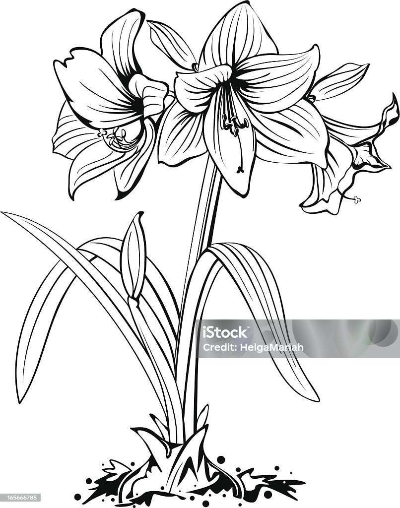 Amaryllis Flower Line Art - Royaltyfri Amaryllis vektorgrafik