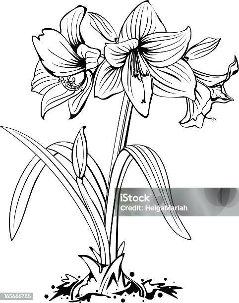 Amaryllis Flower Line Art-vektorgrafik och fler bilder på Amaryllis - Amaryllis, Illustration, Blomlök