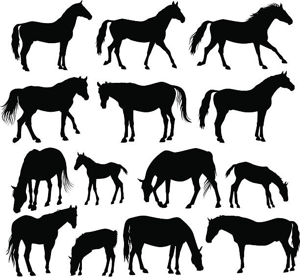 koń sylwetki - trakehner horse stock illustrations