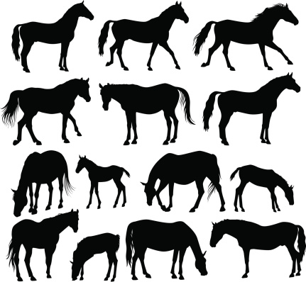Set of vector horse silhouettes: Stallions, mares and foals.