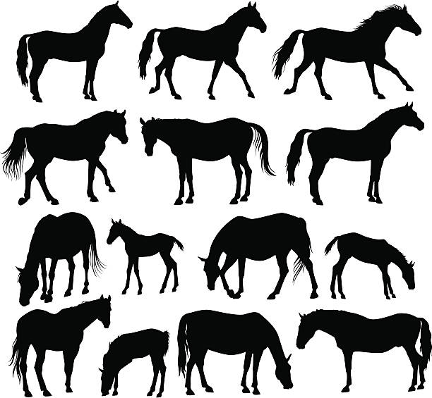 A silhouette of several horses Set of vector horse silhouettes: Stallions, mares and foals. colts stock illustrations