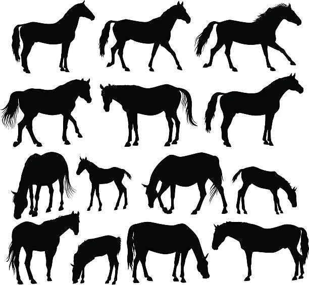 Vector illustration of A silhouette of several horses