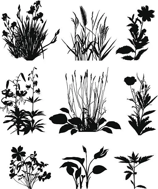 Vector illustration of Collection of plants