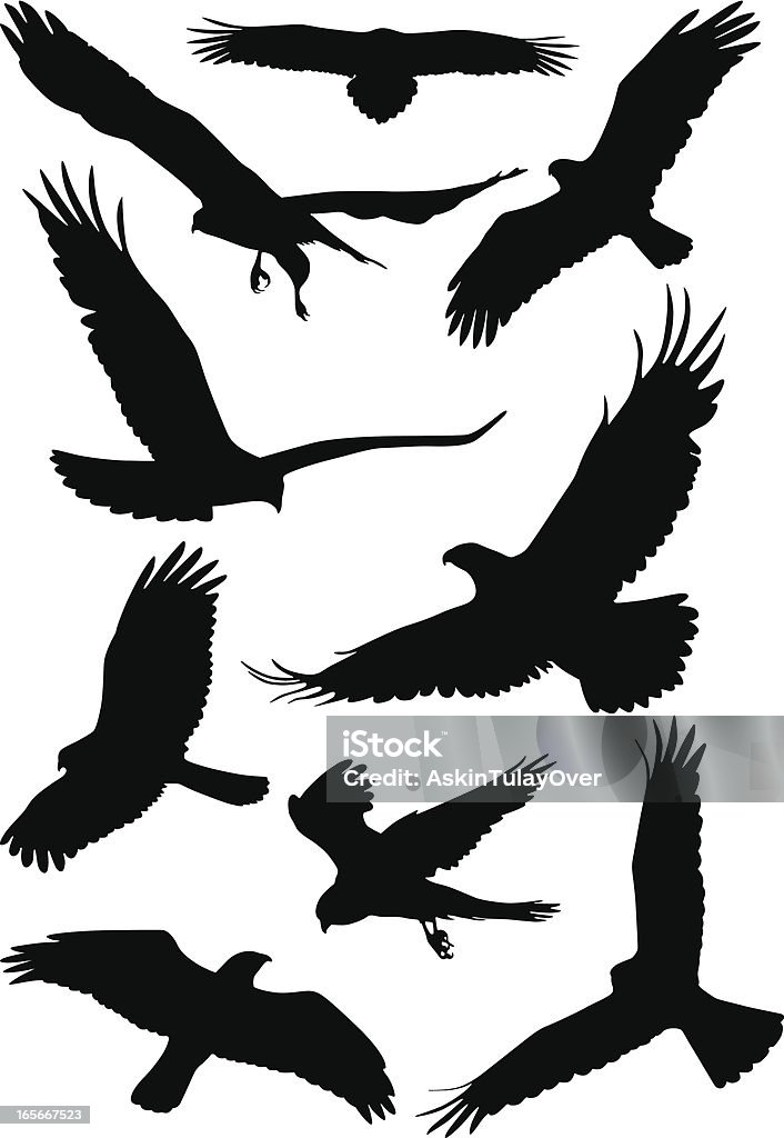 Silhouettes of wild birds in flight The silhouette of wild birds Eagle - Bird stock vector