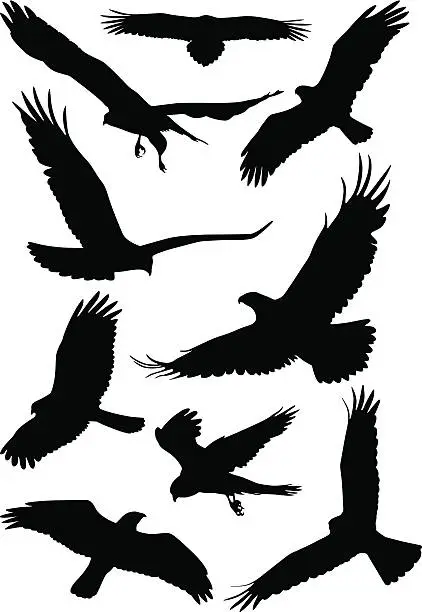 Vector illustration of Silhouettes of wild birds in flight
