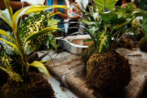 istock Gardening florist Kokedama experience 1656677777