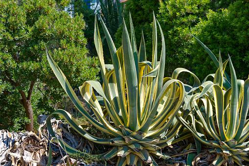 Beautiful Agave Murpheyi plant at garden at Gien Peninsula on a sunny late spring day. Photo taken June 8th, 2023, Giens, Hyères, France.