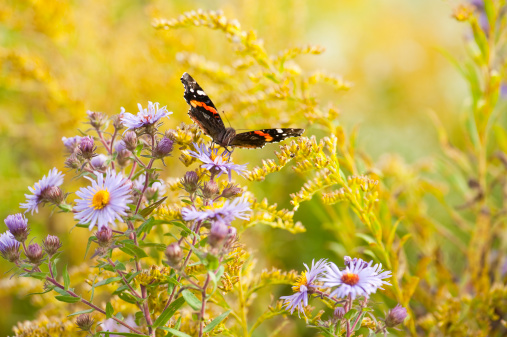 A close-up of a butterfly feeding on wild aster in a field of wildflowers captured in the Fall.