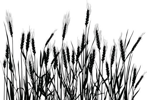 Bw composition with cereal plants.