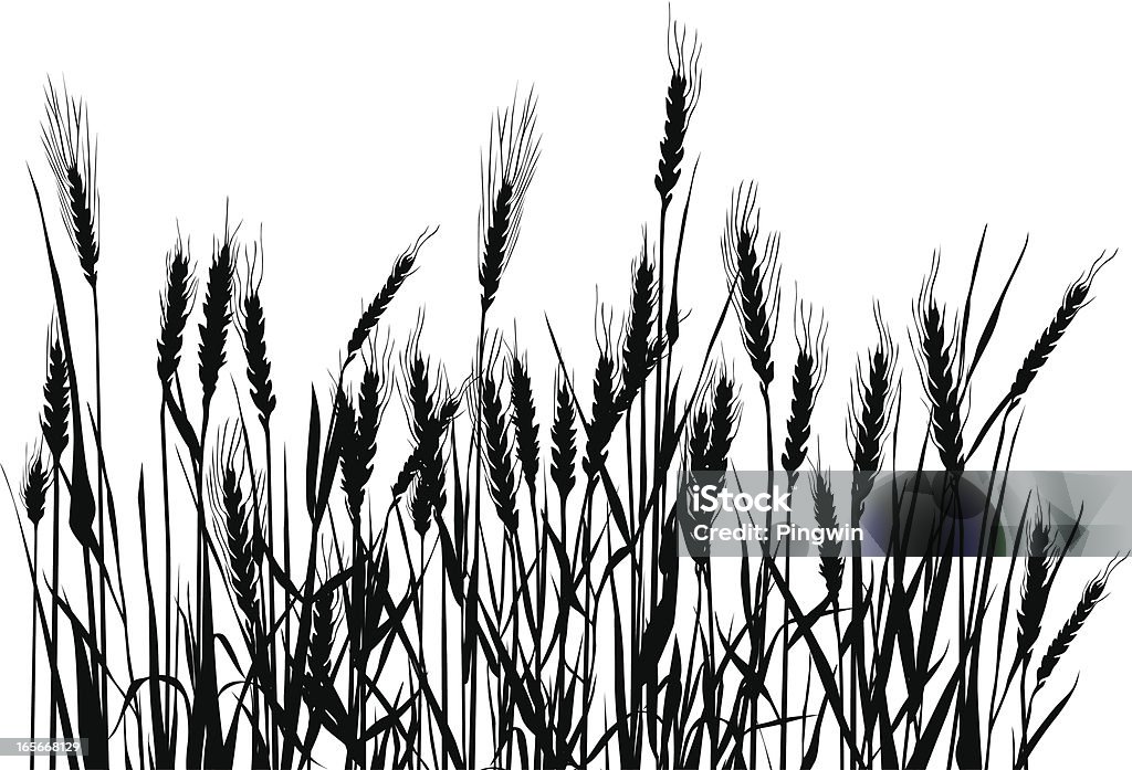 Field Bw composition with cereal plants. Wheat stock vector