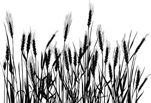 Field Bw composition with cereal plants. nature silhouettes stock illustrations