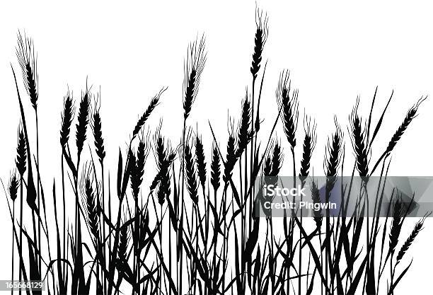 Field Stock Illustration - Download Image Now - Wheat, Agricultural Field, Cereal Plant