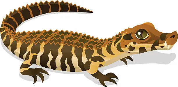 Vector illustration of Black Caiman