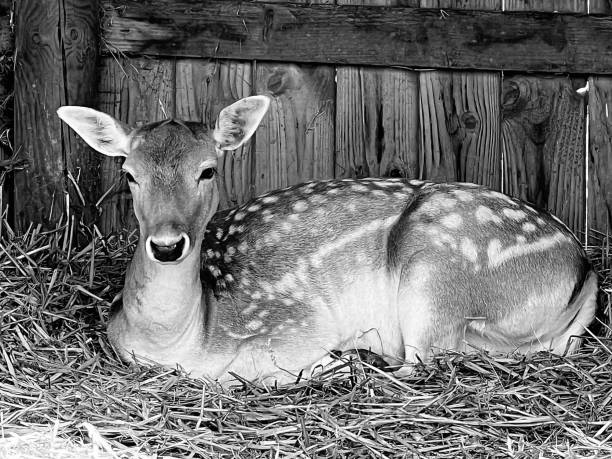 istock Close up of a Fallow Deer 1656684861