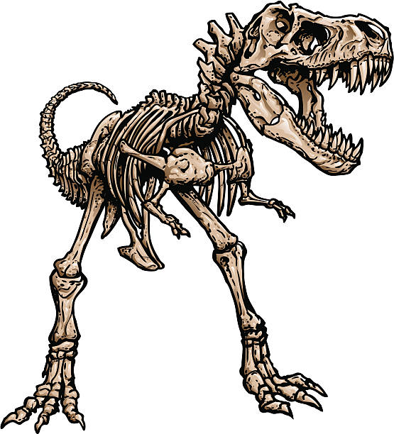 ilustraciones, imágenes clip art, dibujos animados e iconos de stock de t rex esqueleto - dinosaur fossil tyrannosaurus rex animal skeleton