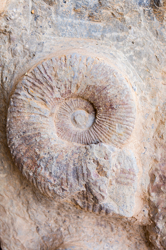 prehistoric fossil