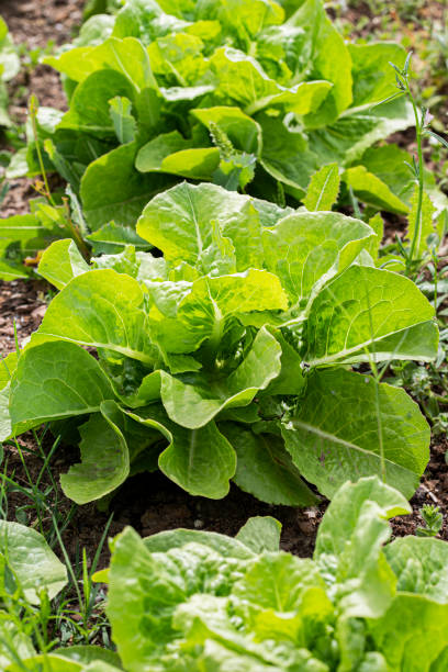 istock lettuce already grown and sown in the field ready to be harvested. 1656690708