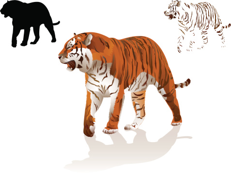 Walking tiger isolated on white. EPS, AI, PDF, SVG vector files included.