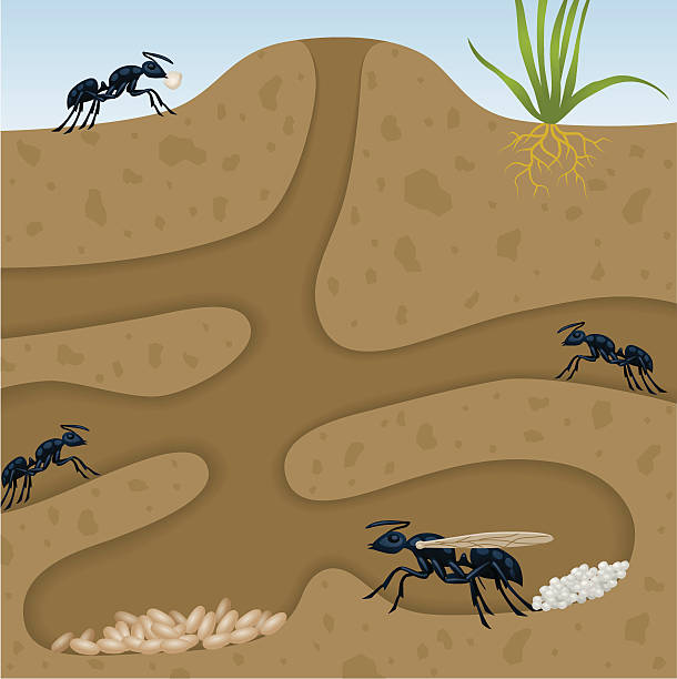 ant colony - ant underground animal nest insect stock-grafiken, -clipart, -cartoons und -symbole