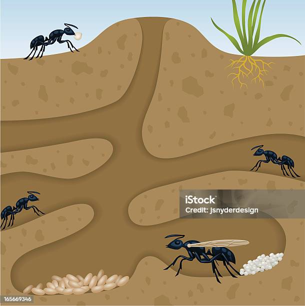 Ant 콜로니 개미에 대한 스톡 벡터 아트 및 기타 이미지 - 개미, 동물 알, 유충 단계
