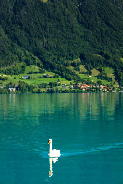 イゼルトヴァルト、スイスアルプスのブリエンツ湖 - swiss culture european alps house brienz ストックフォトと画像