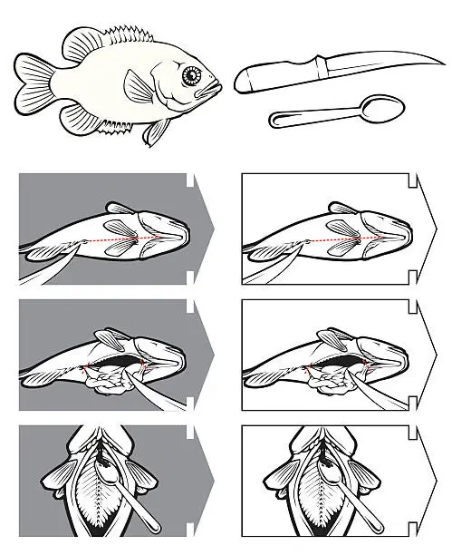 Vector illustration of How to Clean a Fish