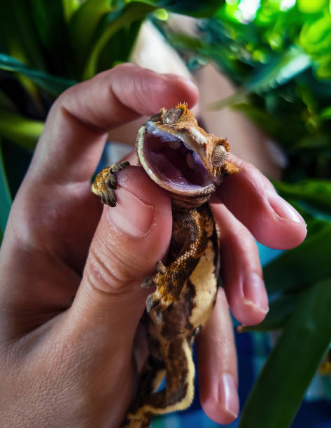 istock my beautifull crested gecko s 1656697825