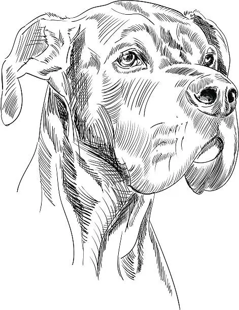 Vector illustration of Great Dane Dog Head Sketch