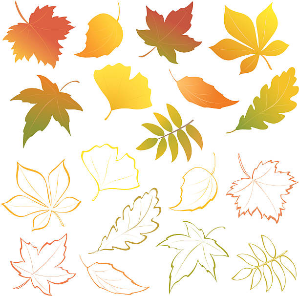 떨어지는 잎 설정 - chestnut tree leaf tree white background stock illustrations
