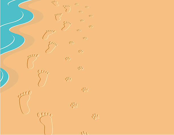 ilustrações de stock, clip art, desenhos animados e ícones de pé e estampados na areia - paw print animal track footprint beach