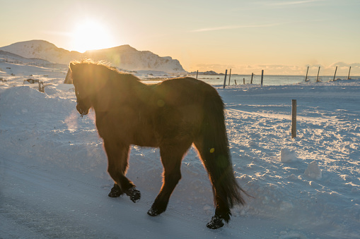 One icelandic horse in snow at sunset on Lofoten islands , Nordland, Norway