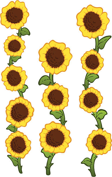 Sunflower Highrise Sunflower High Rise shows three tiers of sunflowers growing high. Illustrated are vines of bright yellow sunflowers on a white background. Each flower is grouped separately for easy editing. This is part of a collection on flowers. It will be easy to use one, two, or three of the sunflower high rises. sunflower vine stock illustrations