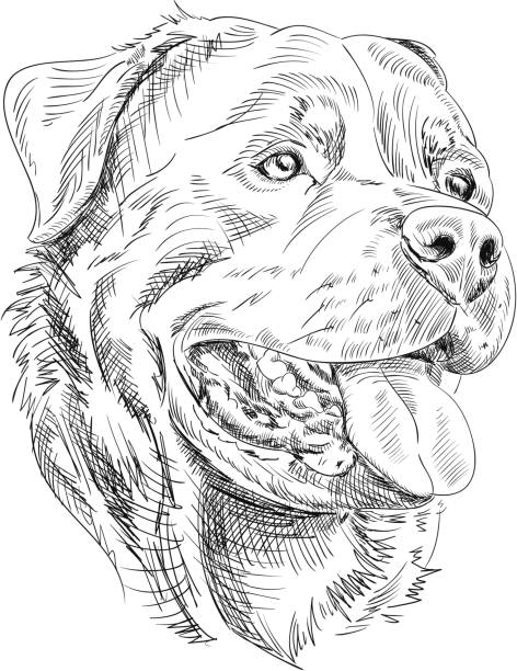 Rottweiler Growling Drawing