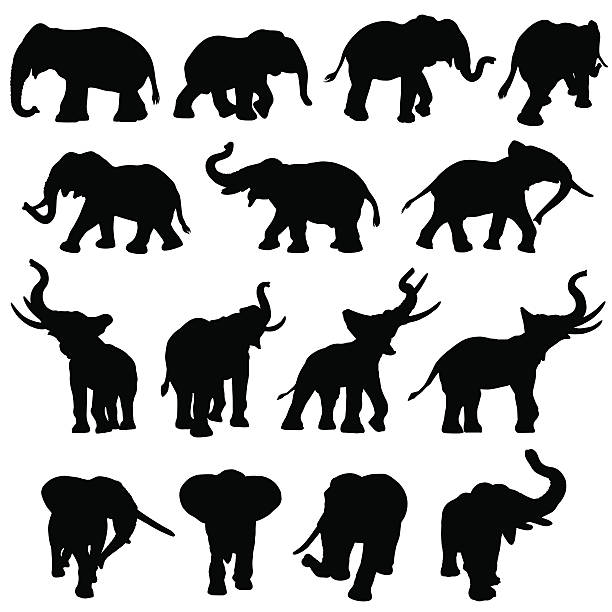 ilustrações, clipart, desenhos animados e ícones de coleção de silhueta de elefante - elefante asiático