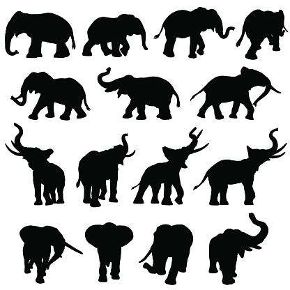 Different elephants in silhouette and in a variety of positions, walking, standing, trumpeting and charging.