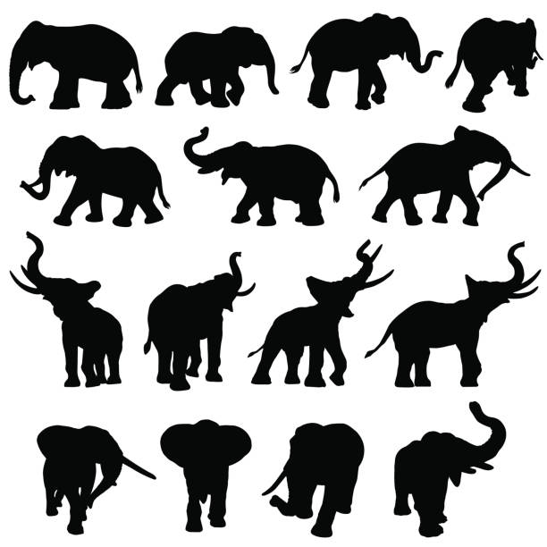 Elephant silhouette collection Different elephants in silhouette and in a variety of positions, walking, standing, trumpeting and charging. tusk stock illustrations