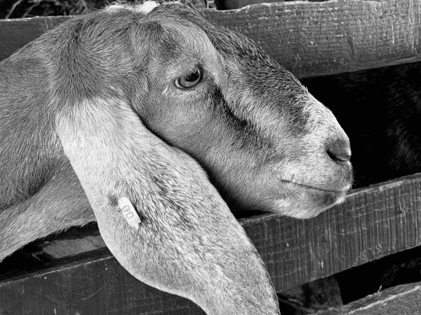Close up of a goat